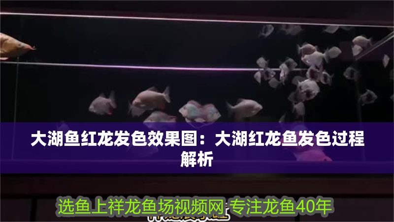 大湖魚紅龍發(fā)色效果圖：大湖紅龍魚發(fā)色過程解析