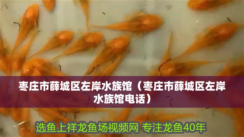 棗莊市薛城區(qū)左岸水族館（棗莊市薛城區(qū)左岸水族館電話） 棗莊市薛城區(qū)左岸水族館（棗莊市薛城區(qū)左岸水族館電話） 全國(guó)水族館企業(yè)名錄 第4張