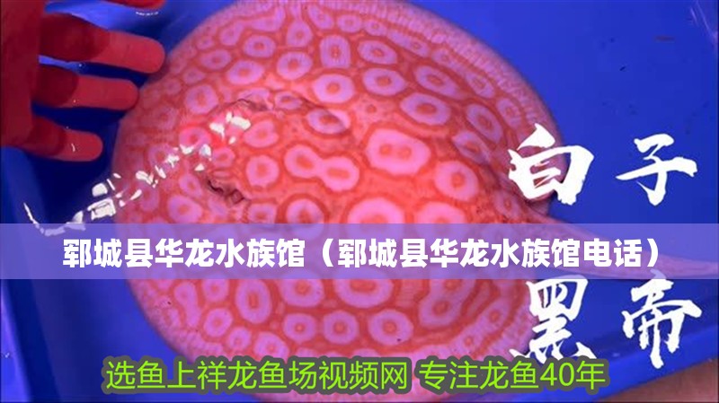 鄆城縣華龍水族館（鄆城縣華龍水族館電話） 鄆城縣華龍水族館（鄆城縣華龍水族館電話） 全國(guó)水族館企業(yè)名錄 第2張