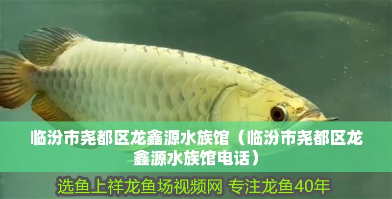 臨汾市堯都區龍鑫源水族館（臨汾市堯都區龍鑫源水族館電話） 臨汾市堯都區龍鑫源水族館（臨汾市堯都區龍鑫源水族館電話） 全國水族館企業名錄 第4張
