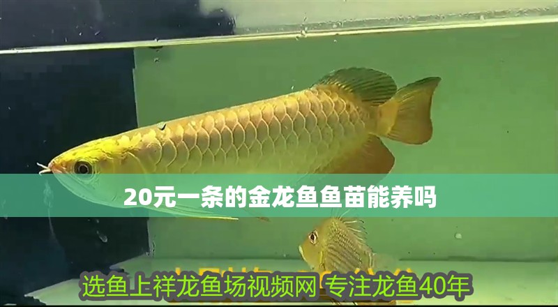 20元一條的金龍魚魚苗能養嗎