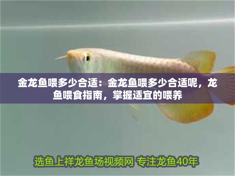 金龍魚喂多少合適：金龍魚喂多少合適呢，龍魚喂食指南，掌握適宜的喂養