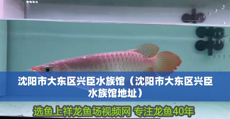 沈陽市大東區興臣水族館（沈陽市大東區興臣水族館地址）