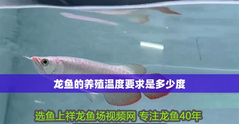 龍魚的養(yǎng)殖溫度要求是多少度