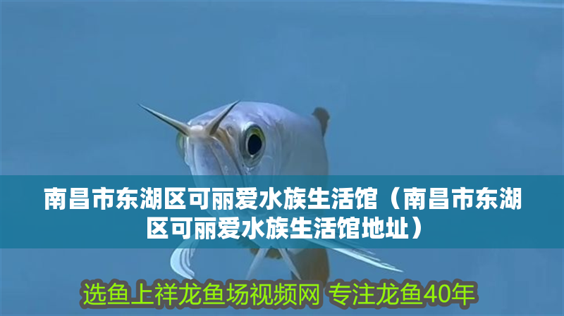 南昌市東湖區(qū)可麗愛水族生活館(南昌市東湖區(qū)可麗愛水族生活館地址) 全國水族館企業(yè)名錄 第2張 南昌市東湖區(qū)可麗愛水族生活館(南昌市東湖區(qū)可麗愛水族生活館地址) 南昌市東湖區(qū)可麗愛水族生活館(南昌市東湖區(qū)可麗愛水族生活館地址) 全國水族館企業(yè)名錄 第2張