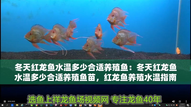 冬天紅龍魚水溫多少合適養(yǎng)殖魚：冬天紅龍魚水溫多少合適養(yǎng)殖魚苗，紅龍魚養(yǎng)殖水溫指南，確保適宜