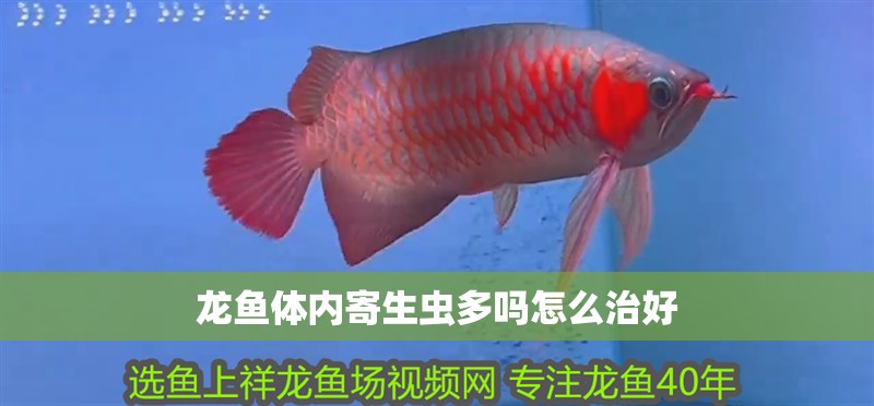 龍魚體內寄生蟲多嗎怎么治好