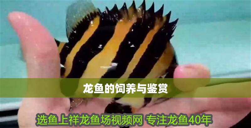 龍魚的飼養與鑒賞