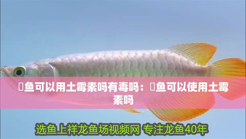魟魚可以用土霉素嗎有毒嗎：魟魚可以使用土霉素嗎
