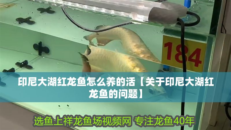 印尼大湖紅龍魚怎么養的活【關于印尼大湖紅龍魚的問題】
