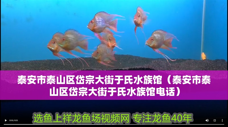 泰安市泰山區岱宗大街于氏水族館（泰安市泰山區岱宗大街于氏水族館電話）