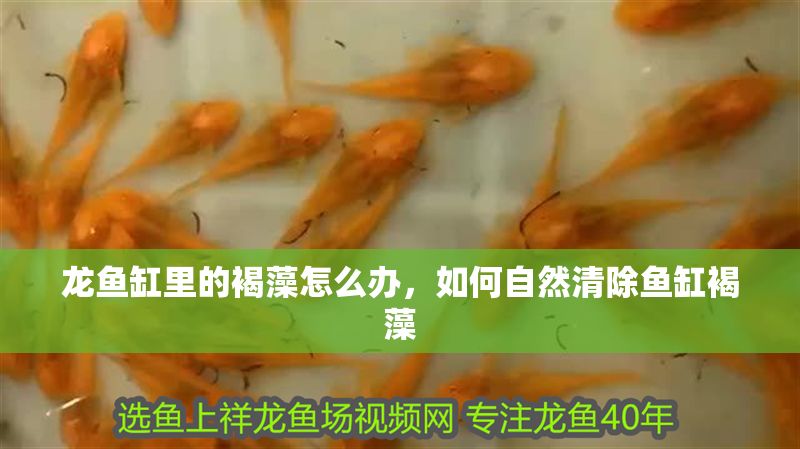 龍魚缸里的褐藻怎么辦,如何自然清除魚缸褐藻 魚缸百科 第1張 龍魚缸里的褐藻怎么辦,如何自然清除魚缸褐藻 龍魚缸里的褐藻怎么辦,如何自然清除魚缸褐藻 魚缸百科 第1張