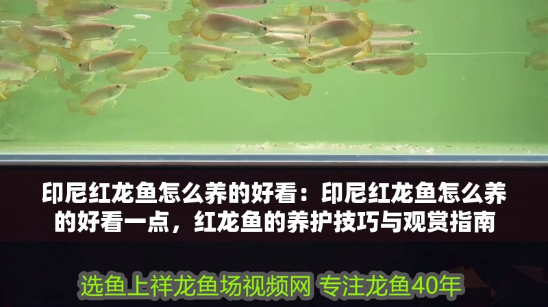 印尼紅龍魚怎么養的好看：印尼紅龍魚怎么養的好看一點，紅龍魚的養護技巧與觀賞指南