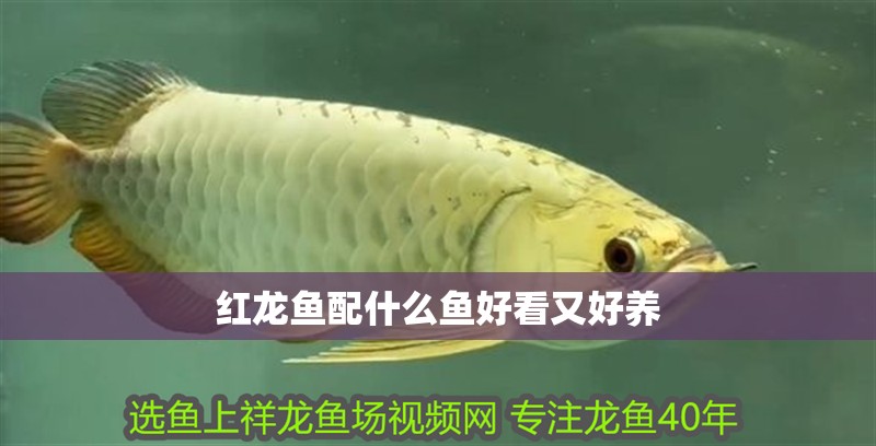 紅龍魚配什么魚好看又好養(yǎng)