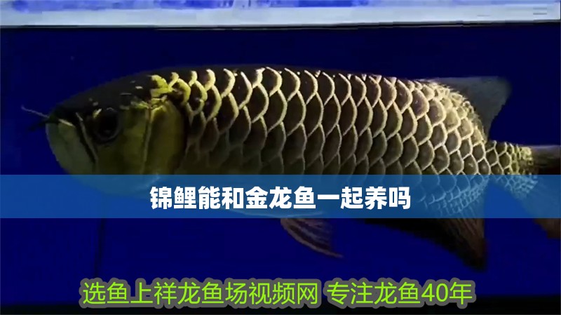 錦鯉能和金龍魚一起養嗎