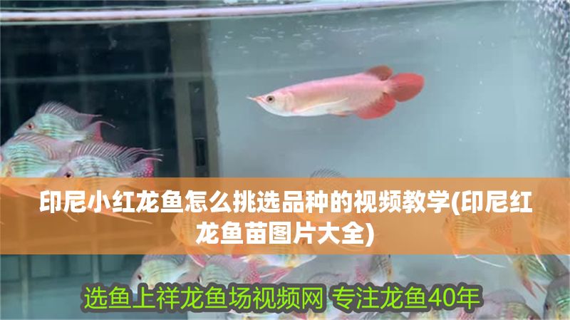 印尼小紅龍魚怎么挑選品種的視頻教學(印尼紅龍魚苗圖片大全)