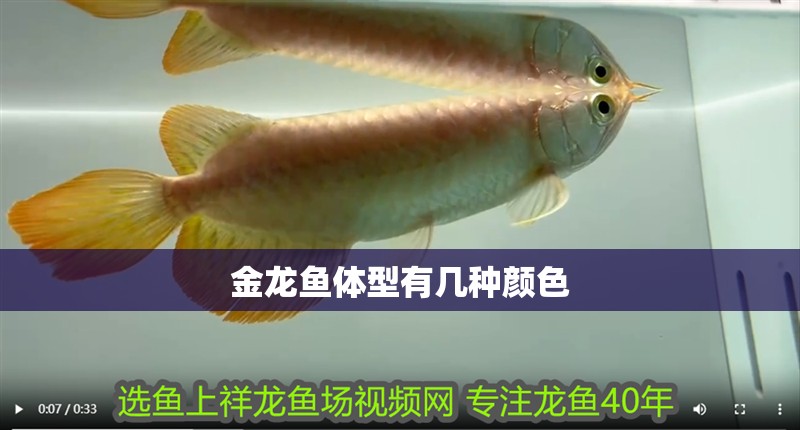 金龍魚體型有幾種顏色 龍魚百科 第4張 金龍魚體型有幾種顏色 金龍魚體型有幾種顏色 龍魚百科 第4張