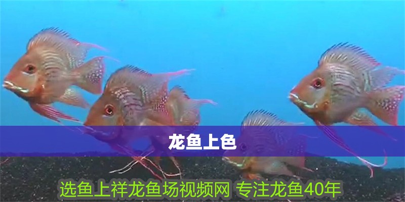 龍魚上色