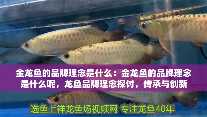 金龍魚的品牌理念是什么：金龍魚的品牌理念是什么呢，龍魚品牌理念探討，傳承與創新