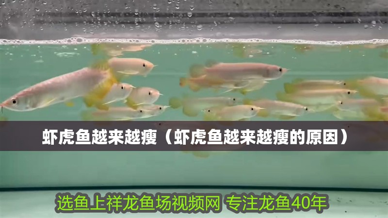 我的虎魚真菌感染了要怎么處理 蝦虎魚越來越瘦(蝦虎魚越來越瘦的原因) 虎魚百科 蝦虎魚越來越瘦(蝦虎魚越來越瘦的原因) 蝦虎魚越來越瘦(蝦虎魚越來越瘦的原因) 虎魚百科