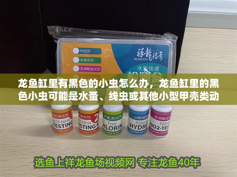 龍魚缸里有黑色的小蟲怎么辦，龍魚缸里的黑色小蟲可能是水蚤、線蟲或其他小型甲殼類動(dòng)物 龍魚缸里有黑色的小蟲怎么辦，龍魚缸里的黑色小蟲可能是水蚤、線蟲或其他小型甲殼類動(dòng)物 魚缸百科 第1張