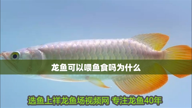 龍魚(yú)可以喂魚(yú)食嗎為什么