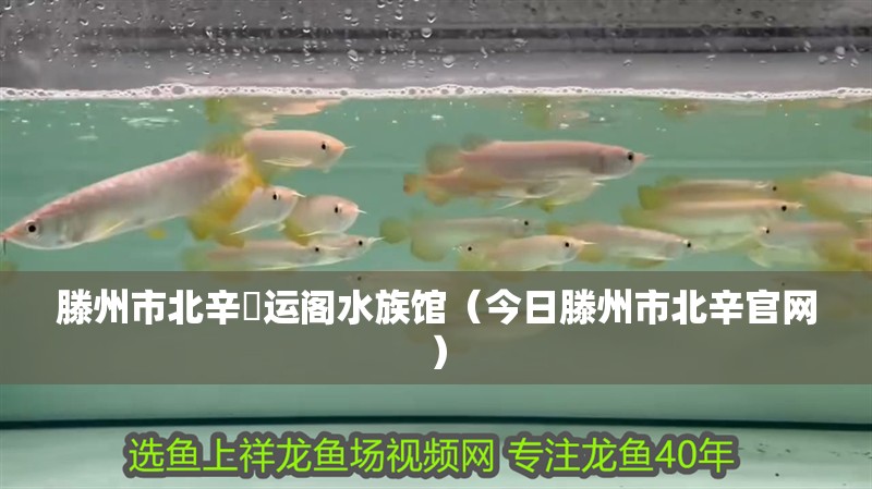 滕州市北辛魟運閣水族館（今日滕州市北辛官網）
