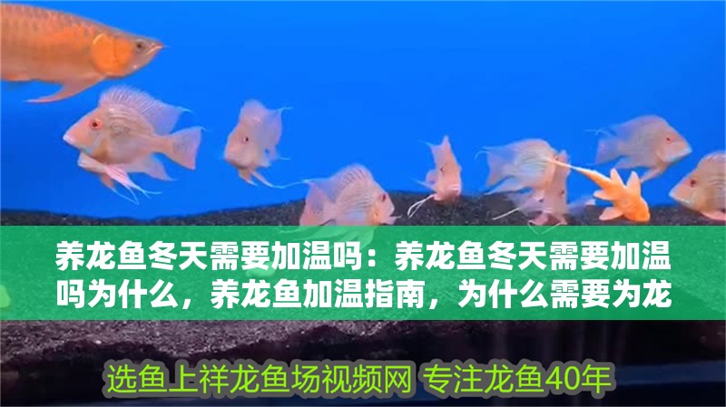養龍魚冬天需要加溫嗎：養龍魚冬天需要加溫嗎為什么，養龍魚加溫指南，為什么需要為龍魚加熱？