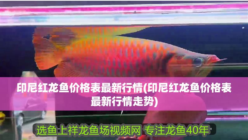 印尼紅龍魚價格表最新行情(印尼紅龍魚價格表最新行情走勢)
