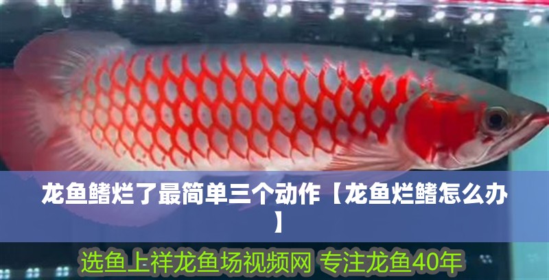 龍魚鰭爛了最簡單三個動作【龍魚爛鰭怎么辦】