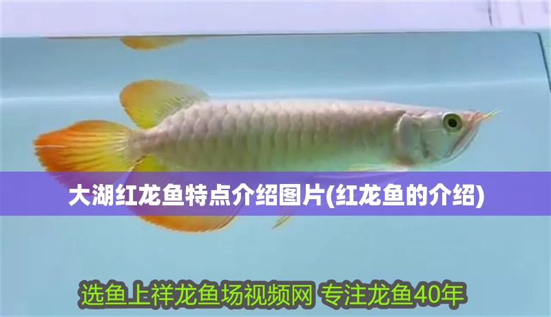 大湖紅龍魚特點介紹圖片(紅龍魚的介紹)