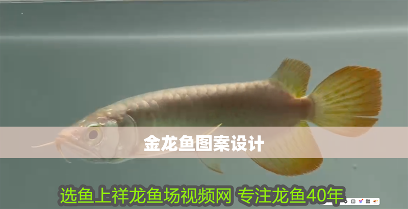 金龍魚圖案設計