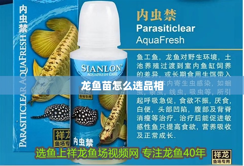 龍魚苗怎么選品相