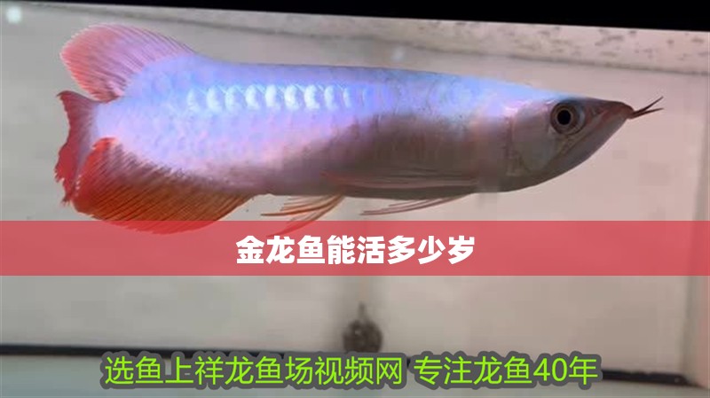 金龍魚能活多少歲