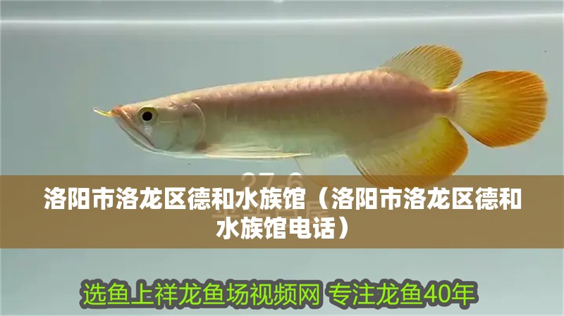 洛陽市洛龍區(qū)德和水族館（洛陽市洛龍區(qū)德和水族館電話）