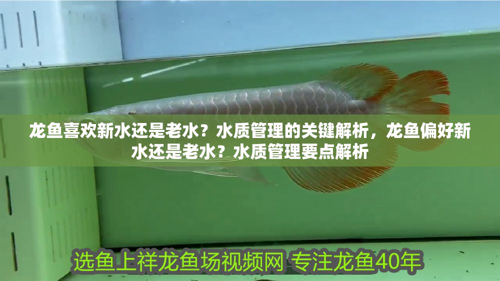 龍魚喜歡新水還是老水？水質管理的關鍵解析，龍魚偏好新水還是老水？水質管理要點解析 龍魚喜歡新水還是老水？水質管理的關鍵解析，龍魚偏好新水還是老水？水質管理要點解析 龍魚百科 第1張