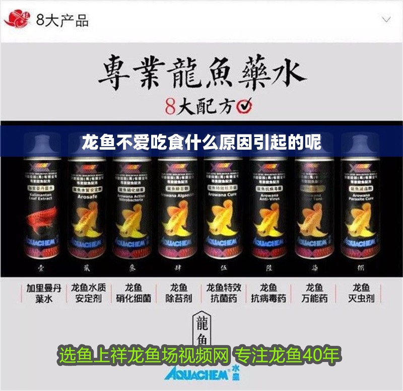 龍魚不愛吃食什么原因引起的呢