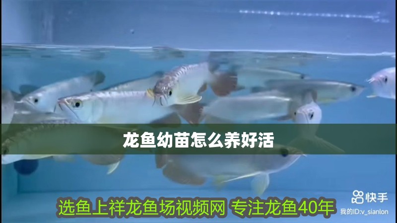 龍魚幼苗怎么養(yǎng)好活 龍魚幼苗怎么養(yǎng)好活 龍魚百科 第2張