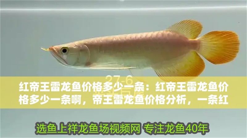 紅帝王雷龍魚價格多少一條：紅帝王雷龍魚價格多少一條啊，帝王雷龍魚價格分析，一條紅帝王雷龍魚的市場