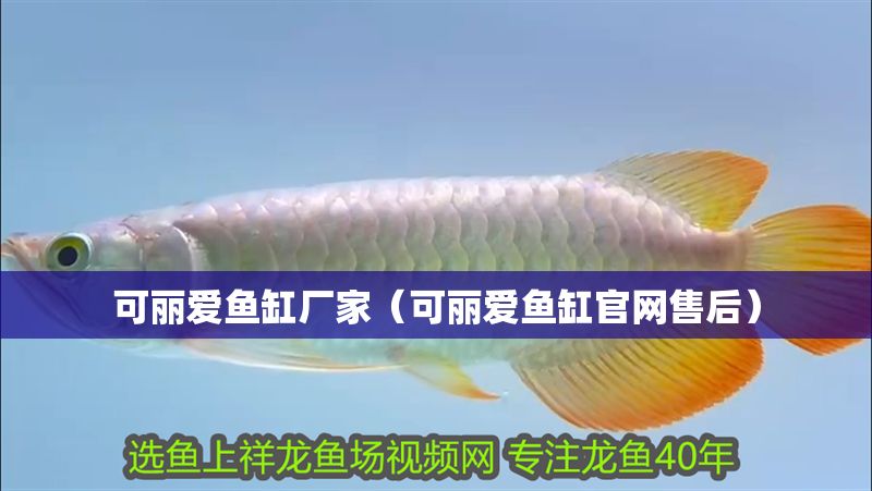 可麗愛魚缸廠家（可麗愛魚缸官網售后）