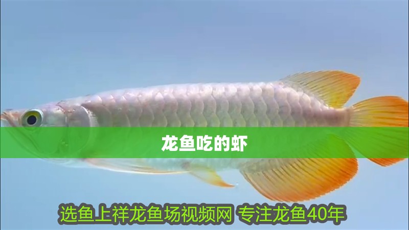 龍魚吃的蝦