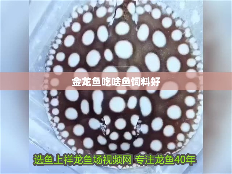 金龍魚吃啥魚飼料好 金龍魚吃啥魚飼料好 龍魚百科 第2張