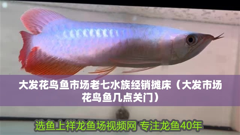 大發花鳥魚市場老七水族經銷攤床（大發市場花鳥魚幾點關門） 大發花鳥魚市場老七水族經銷攤床（大發市場花鳥魚幾點關門） 全國水族館企業名錄