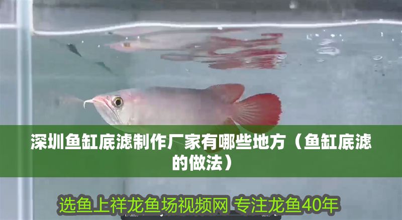 深圳魚缸底濾制作廠家有哪些地方(魚缸底濾的做法) 元寶鳳凰魚百科 第1張 深圳魚缸底濾制作廠家有哪些地方(魚缸底濾的做法) 深圳魚缸底濾制作廠家有哪些地方(魚缸底濾的做法) 元寶鳳凰魚百科 第1張