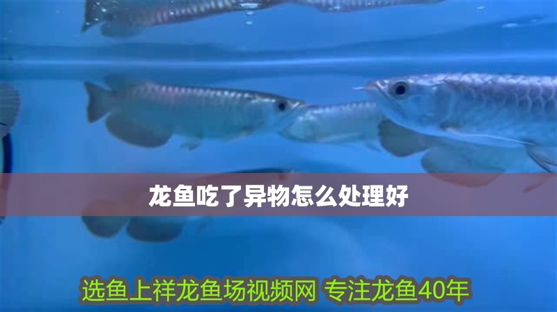 龍魚吃了異物怎么處理好