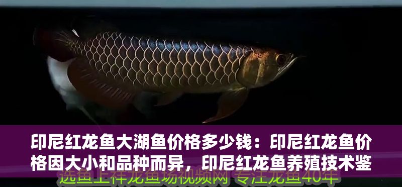 印尼紅龍魚大湖魚價格多少錢:印尼紅龍魚價格因大小和品種而異,印尼紅龍魚養殖技術鑒別方法 大湖紅龍魚百科 第2張 印尼紅龍魚大湖魚價格多少錢:印尼紅龍魚價格因大小和品種而異,印尼紅龍魚養殖技術鑒別方法 印尼紅龍魚大湖魚價格多少錢:印尼紅龍魚價格因大小和品種而異,印尼紅龍魚養殖技術鑒別方法 大湖紅龍魚百科 第2張
