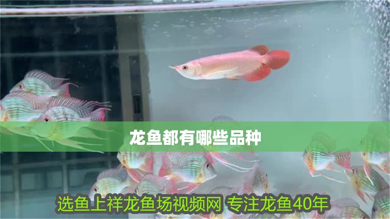 龍魚都有哪些品種 龍魚都有哪些品種 龍魚百科 第2張