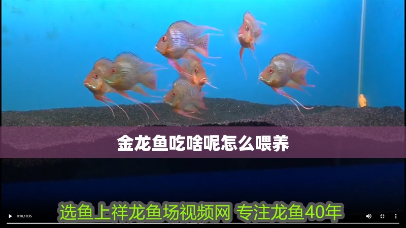 金龍魚吃啥呢怎么喂養
