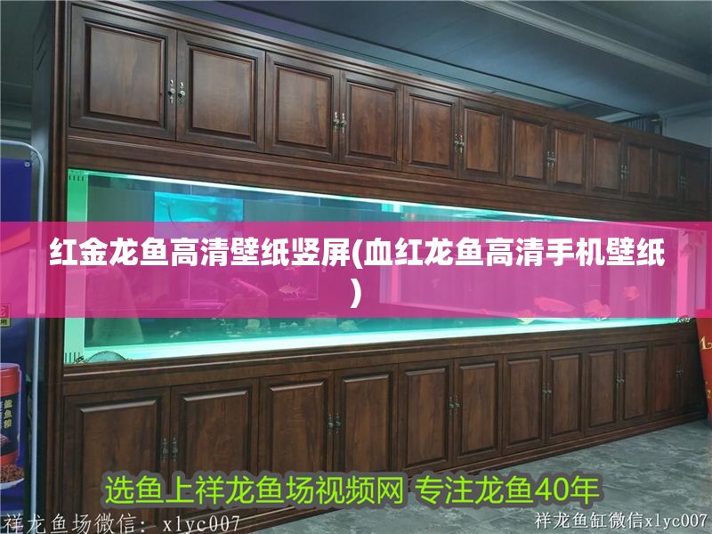 紅金龍魚高清壁紙豎屏(血紅龍魚高清手機(jī)壁紙)
