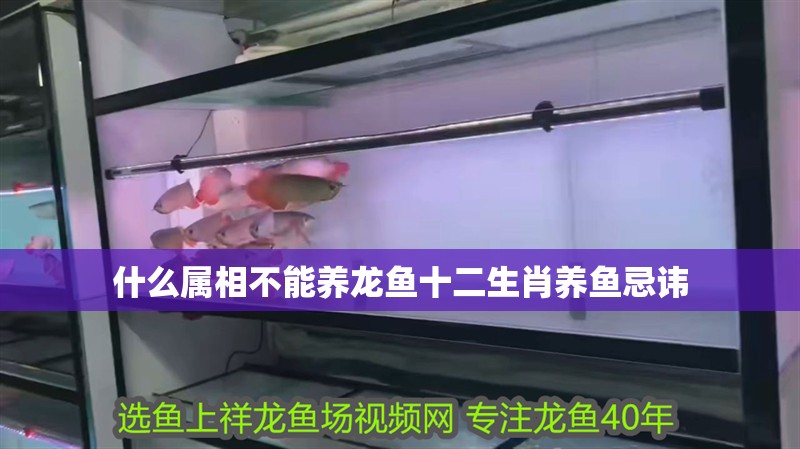 什么屬相不能養龍魚十二生肖養魚忌諱